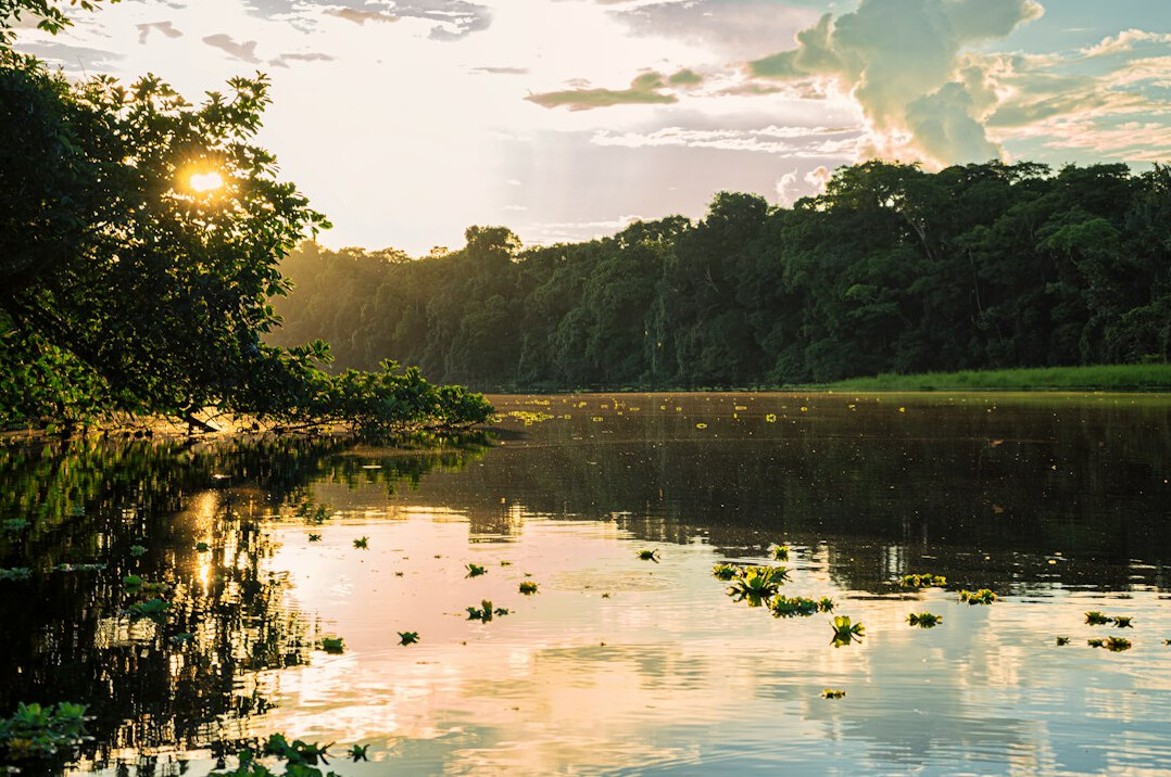 amazon rainforest aerial view